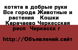 котята в добрые руки - Все города Животные и растения » Кошки   . Карачаево-Черкесская респ.,Черкесск г.